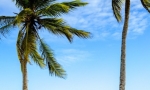 wedding_in_cap_cana_41
